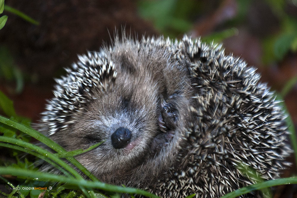 Giu’ le mani dal riccio !!