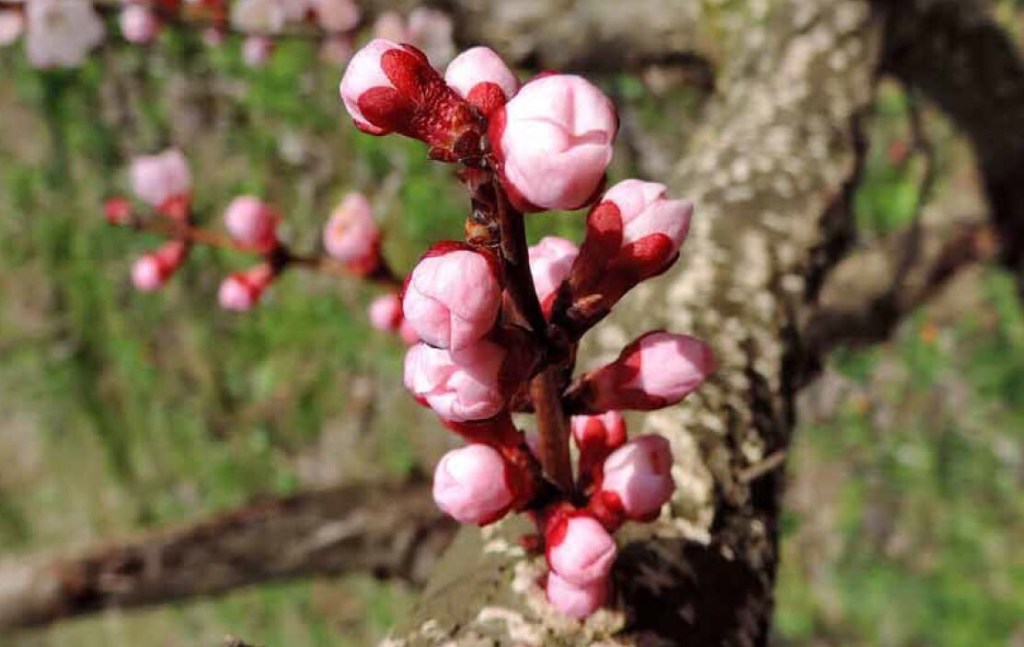 Fatto ! Le opere sbocciate e quelle che&nbsp;sbocceranno